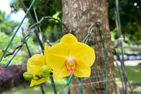 Студия в кондо в Чиангмае, Таиланд № 161147 - фото 15