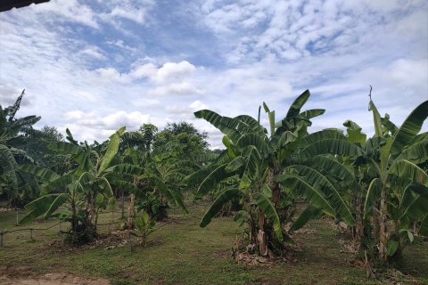 Terrain à Mae Rim, Thaïlande 4800 m2 № 173666 - photo 9