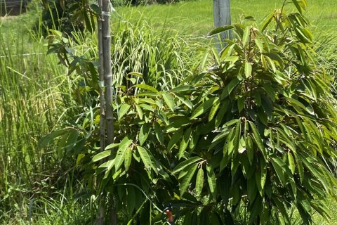 Villa in Surin, Thailand 2 bedrooms № 137884 - photo 17