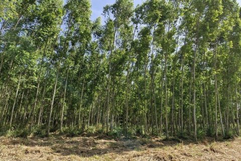 Terrain à Phanom Sarakham, Thaïlande 51200 m2 № 171737 - photo 5