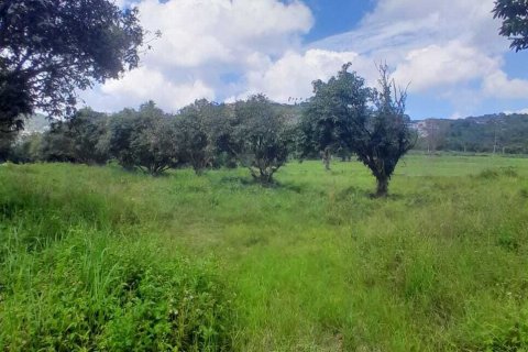 Земельный участок в Самуи, Таиланд 3905м2  № 141392 - фото 7