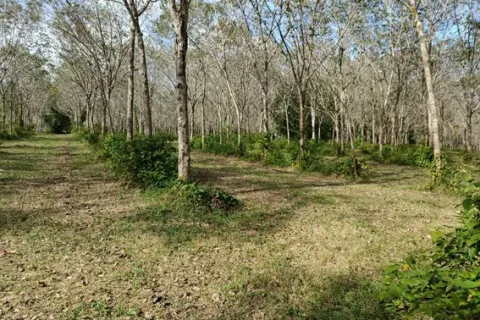 Земельный участок в Пхангнге, Таиланд 43200м2  № 153545 - фото 3