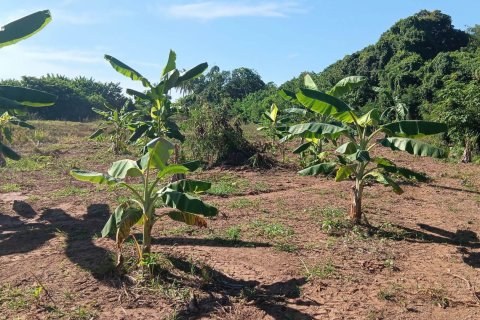 Land in Nong Khai, Thailand 21600 sq.m. № 139424 - photo 8