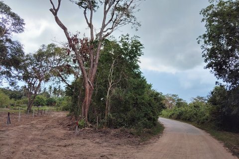 Terrain à Ko Samui, Thaïlande 6696 m2 № 160268 - photo 3