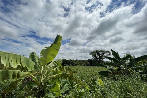 Земельный участок в Каласине, Таиланд 28048м2  № 164668 - фото 6