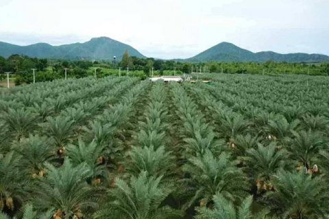 Terrain à Phetchaburi, Thaïlande № 135155 - photo 1