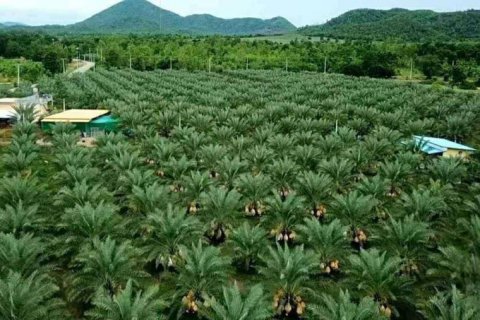 Terrain à Phetchaburi, Thaïlande № 135155 - photo 3