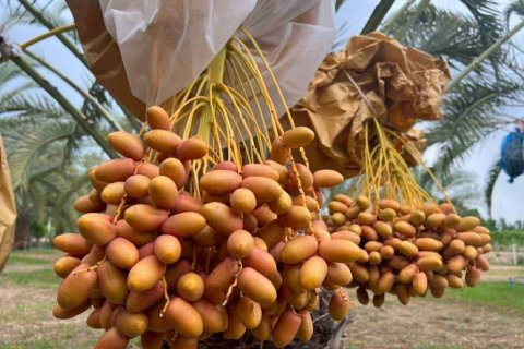 Terrain à Phetchaburi, Thaïlande № 135155 - photo 8
