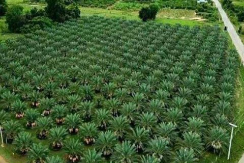 Terrain à Phetchaburi, Thaïlande № 135155 - photo 2