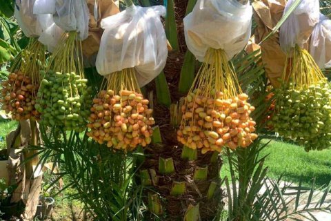 Terrain à Phetchaburi, Thaïlande № 135155 - photo 5