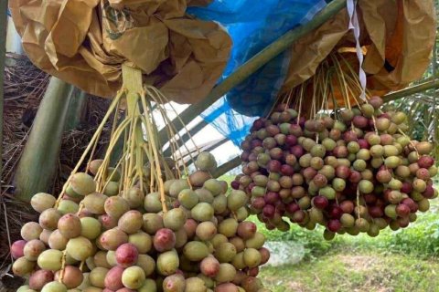 Terrain à Phetchaburi, Thaïlande № 135155 - photo 7