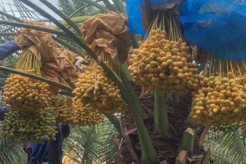 Terrain à Phetchaburi, Thaïlande № 135155 - photo 4