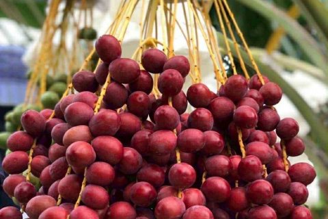 Terrain à Phetchaburi, Thaïlande № 135155 - photo 6