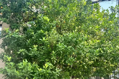 Townhouse in Bueng Kum, Bangkok, Thailand 6 bedrooms № 140537 - photo 2