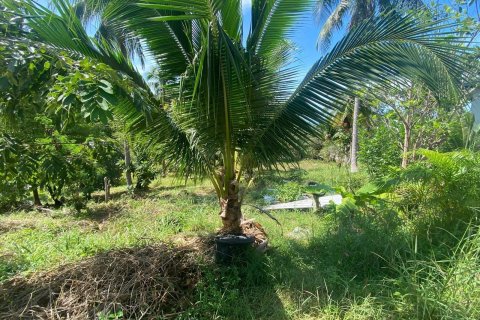 Land in Surat Thani, Thailand 4200000 sq.m. № 162201 - photo 13