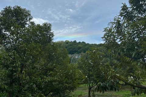 Terrain à Phuket, Thaïlande 8256 m2 № 155830 - photo 14