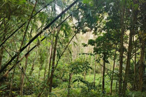 Земельный участок в Паклоке, Таиланд 6352м2 № 154787 - фото 1