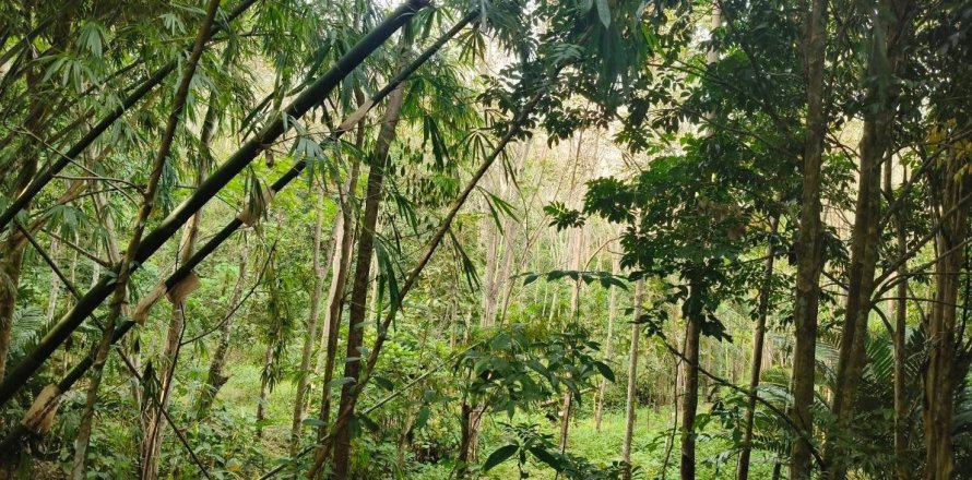 Земельный участок в Паклоке, Таиланд 6352м2 № 154787