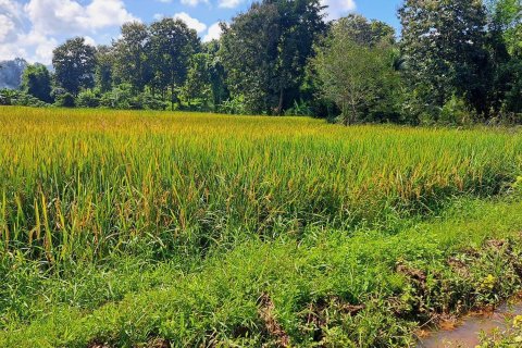 Terrain à Chiang Mai, Thaïlande 6180 m2 № 155984 - photo 5