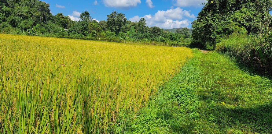 Terrain à Chiang Mai, Thaïlande 6180 m2 № 155984