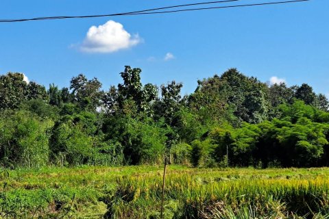 Terrain à Chiang Mai, Thaïlande 6180 m2 № 155984 - photo 4