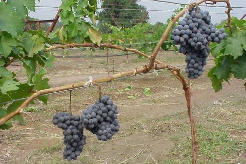 Land in Kabin Buri, Thailand 64000 sq.m. № 139967 - photo 5