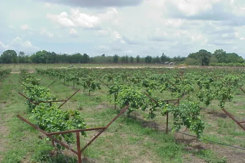 Land in Kabin Buri, Thailand 64000 sq.m. № 139967 - photo 11