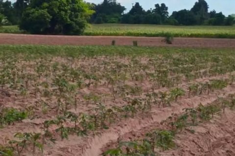 Terrain à Nakhon Ratchasima, Thaïlande 20800 m2 № 141260 - photo 6