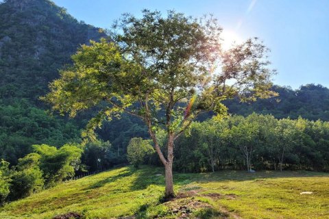 Land in Wang Saphung, Thailand 56000 sq.m. № 136919 - photo 4