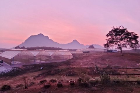 Land in Wang Saphung, Thailand 56000 sq.m. № 136919 - photo 6