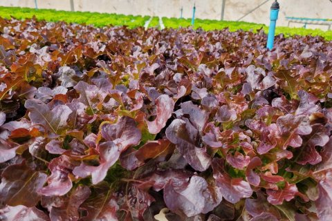 Land in Wang Saphung, Thailand 56000 sq.m. № 136919 - photo 12