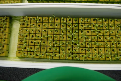 Land in Wang Saphung, Thailand 56000 sq.m. № 136919 - photo 22