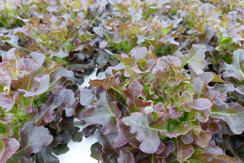 Land in Wang Saphung, Thailand 56000 sq.m. № 136919 - photo 14