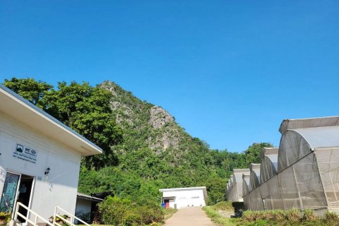 Land in Wang Saphung, Thailand 56000 sq.m. № 136919 - photo 5