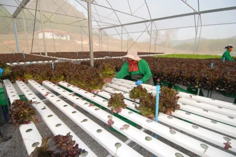 Land in Wang Saphung, Thailand 56000 sq.m. № 136919 - photo 15