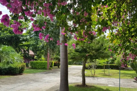 Земельный участок в Мэй Чае, Таиланд 40450м2  № 153359 - фото 1