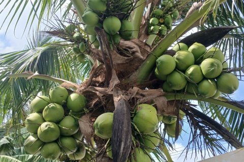Студия в Пхангнга, Таиланд № 147574 - фото 14