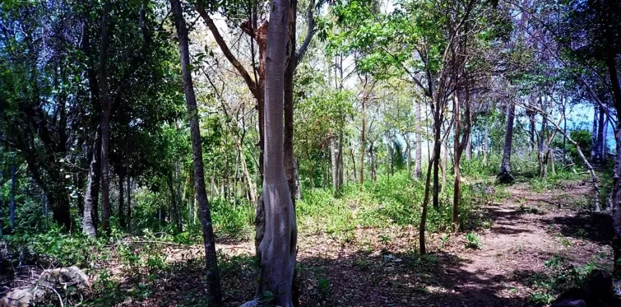 Terrain à Ko Samui, Thaïlande 9996 m2 № 152125