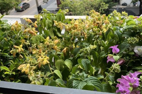 Studio in the Condo in Watthana, Bangkok, Thailand  № 162145 - photo 11