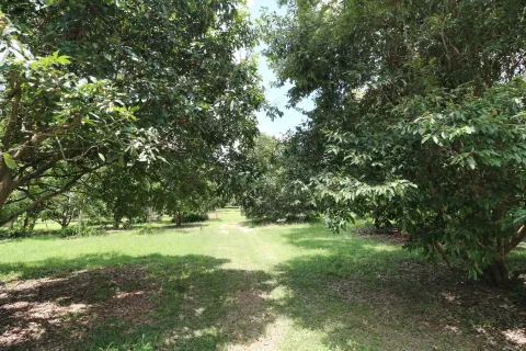 Land in Nakhon Phanom, Thailand 102400 sq.m. № 147930 - photo 27