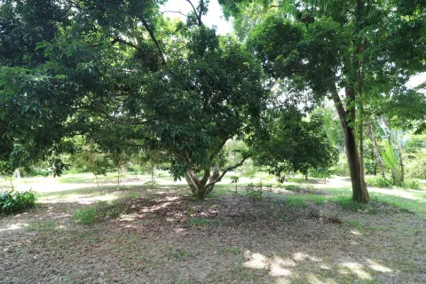 Land in Nakhon Phanom, Thailand 102400 sq.m. № 147930 - photo 26