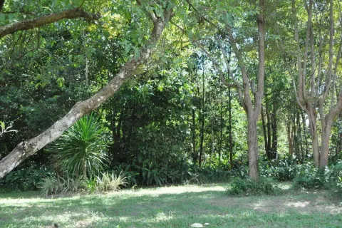 Land in Nakhon Phanom, Thailand 102400 sq.m. № 147930 - photo 6