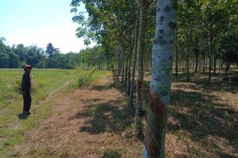 Terrain à Ban Dung, Thaïlande 28800 m2 № 159482 - photo 26