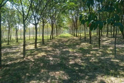Terrain à Ban Dung, Thaïlande 28800 m2 № 159482 - photo 1