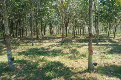 Terrain à Ban Dung, Thaïlande 28800 m2 № 159482 - photo 6