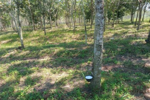 Terrain à Ban Dung, Thaïlande 28800 m2 № 159482 - photo 5