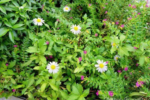 House in Pattaya, Thailand 4 bedrooms № 113603 - photo 7