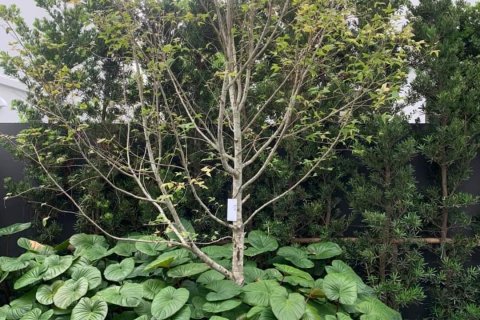 Вилла в Сапхансунге, Бангкок, Таиланд с 3 спальнями  № 133951 - фото 6