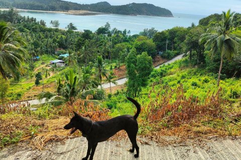 Земельный участок в Сураттхани, Таиланд 1600м2  № 170729 - фото 2