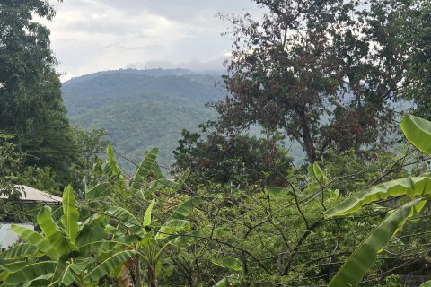 Земельный участок в Чиангмае, Таиланд 2000м2 № 147699 - фото 3